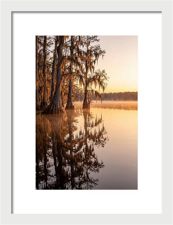 Cypress Trees At Lake Martin