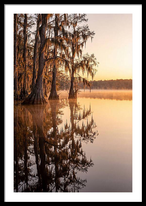 Cypress Trees At Lake Martin