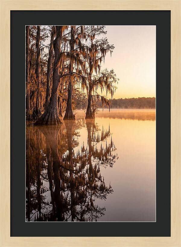 Cypress Trees At Lake Martin