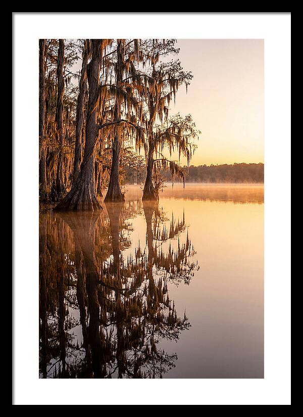 Cypress Trees At Lake Martin