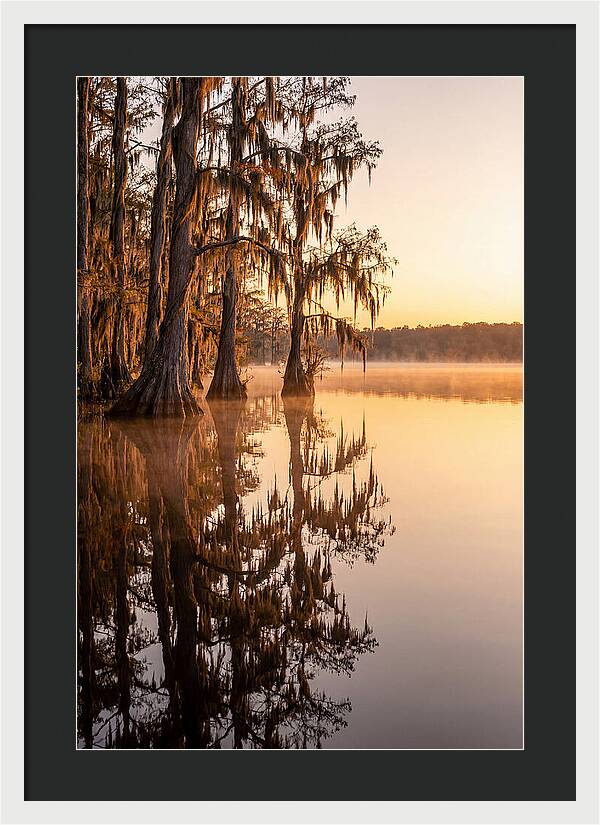 Cypress Trees At Lake Martin