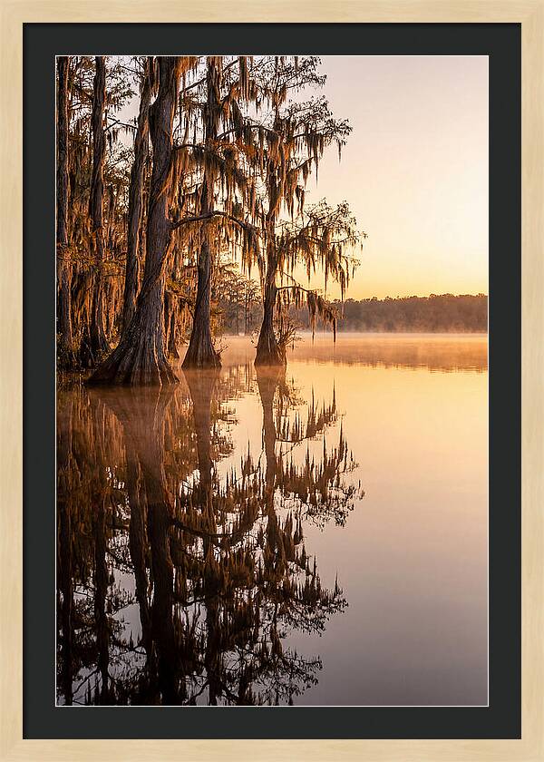 Cypress Trees At Lake Martin
