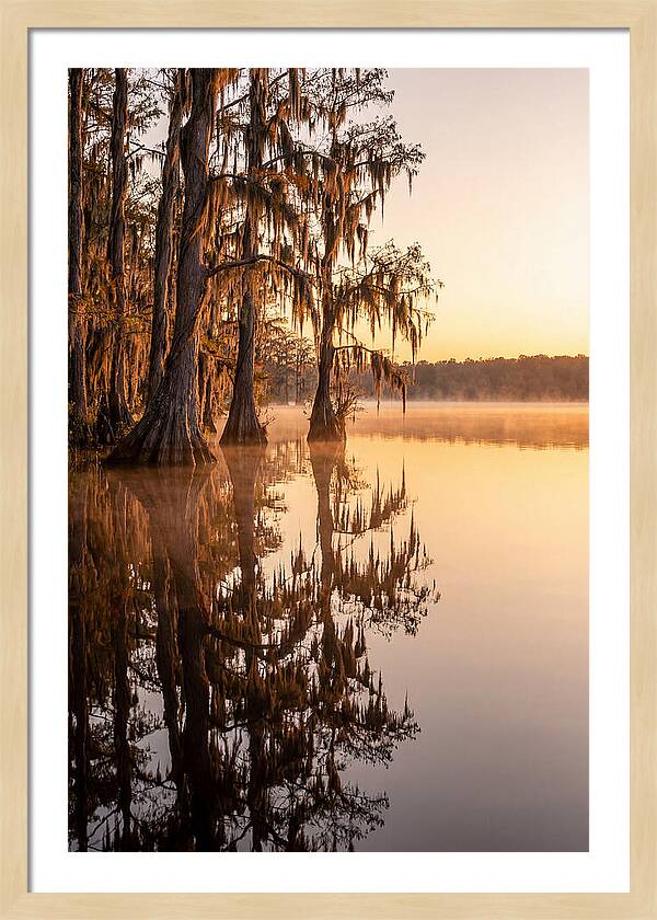 Cypress Trees At Lake Martin