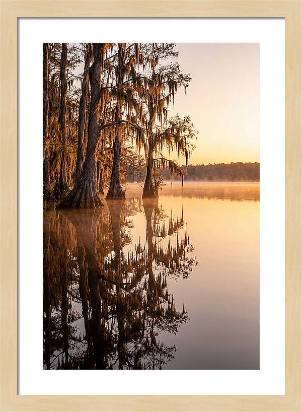 Cypress Trees At Lake Martin