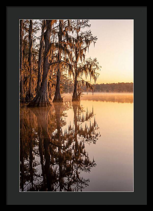 Cypress Trees At Lake Martin