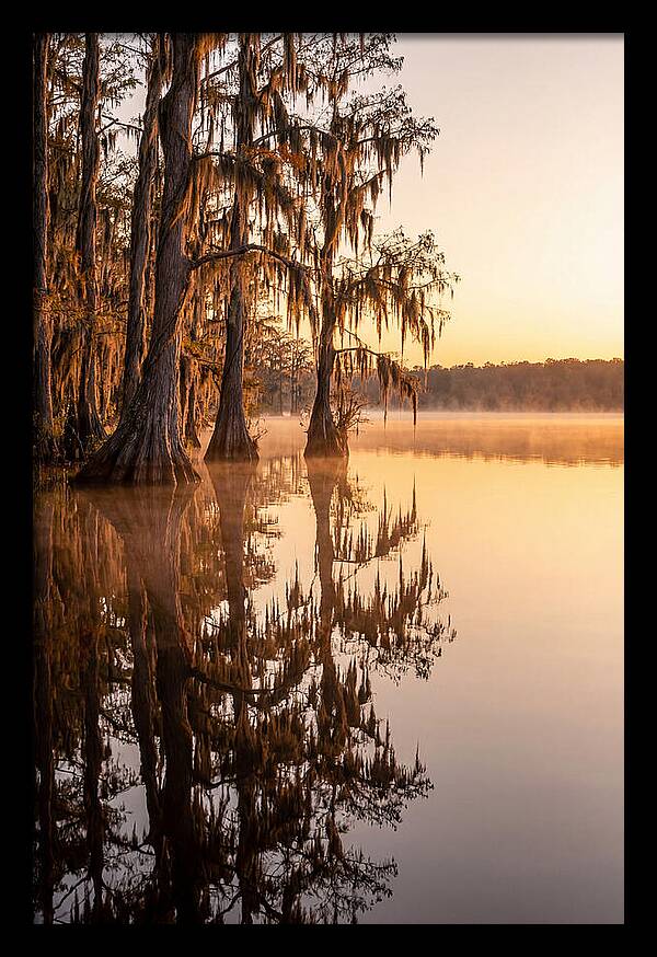 Cypress Trees At Lake Martin