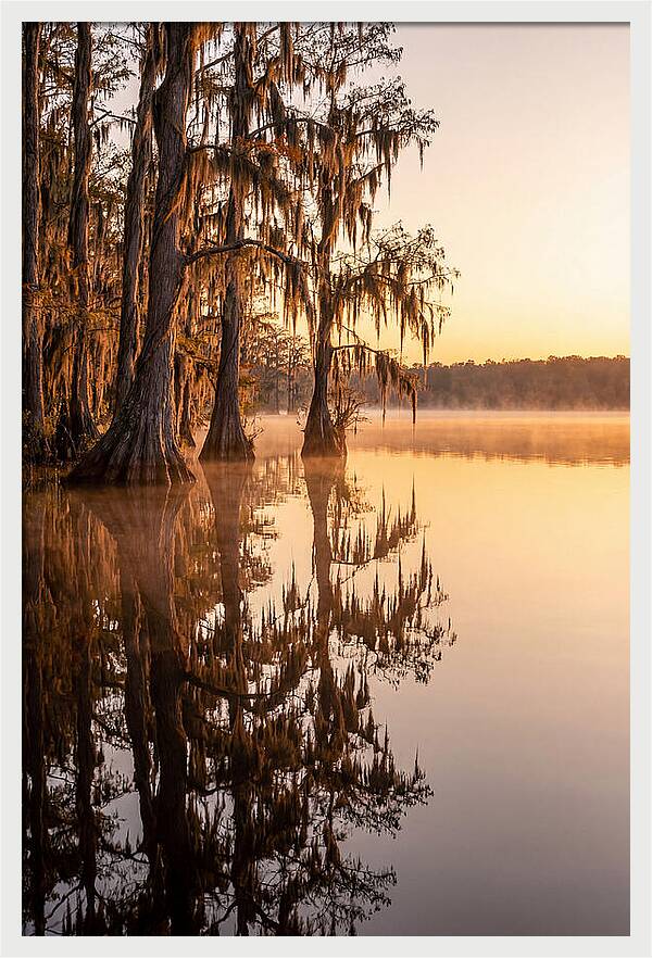 Cypress Trees At Lake Martin