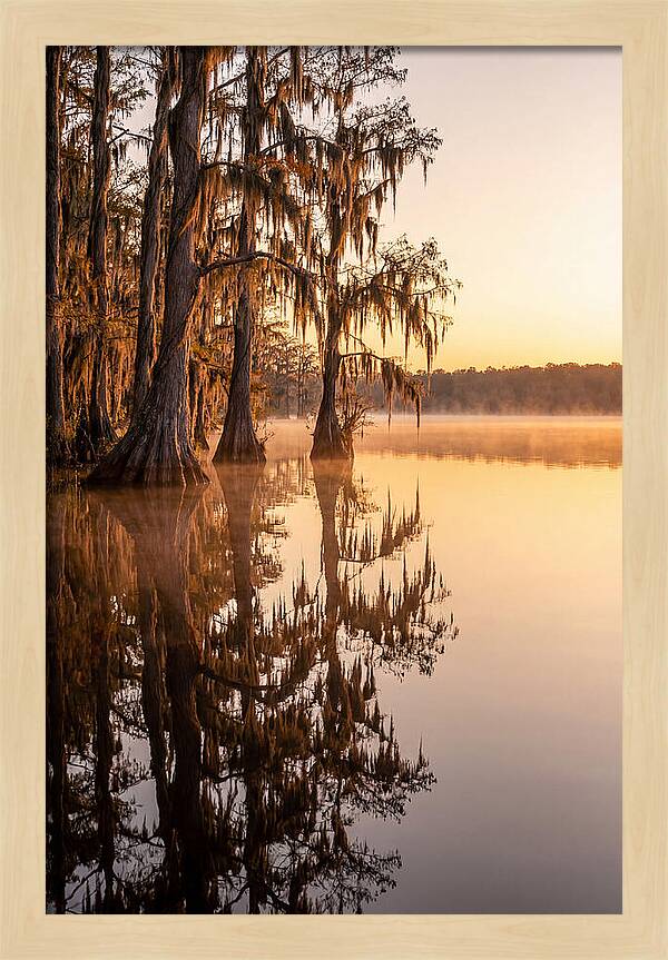 Cypress Trees At Lake Martin