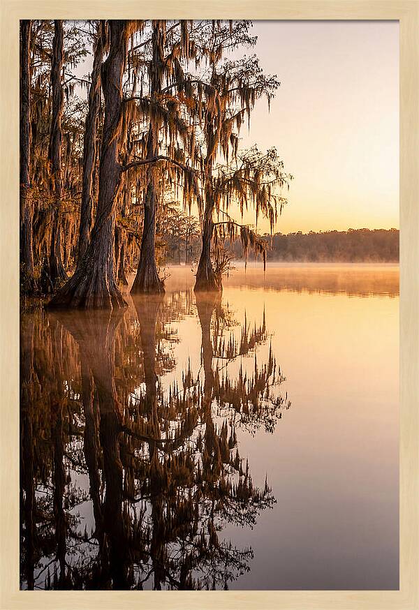 Cypress Trees At Lake Martin