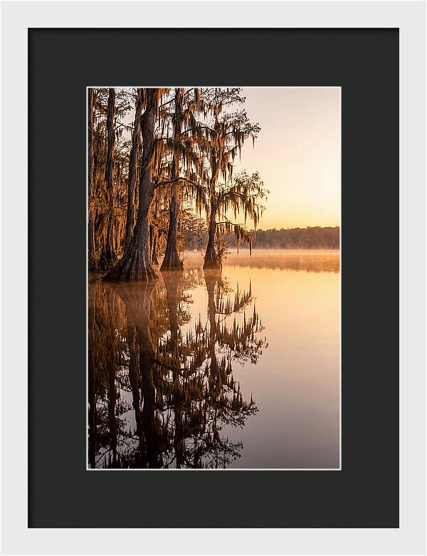 Cypress Trees At Lake Martin