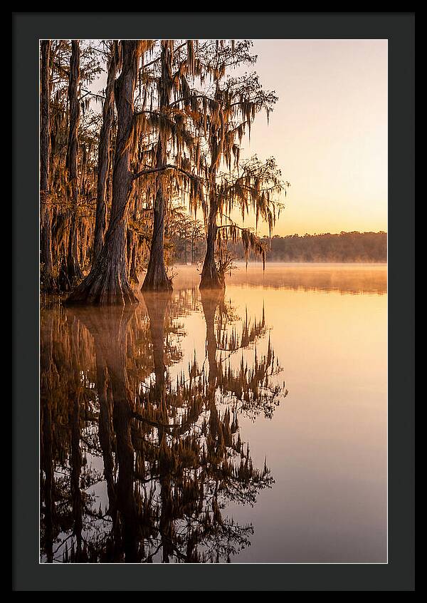 Cypress Trees At Lake Martin