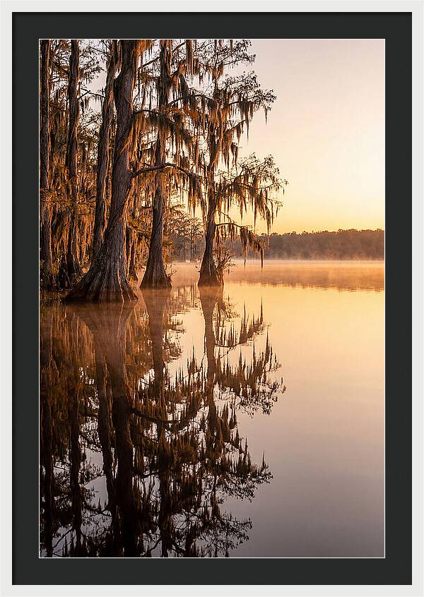 Cypress Trees At Lake Martin