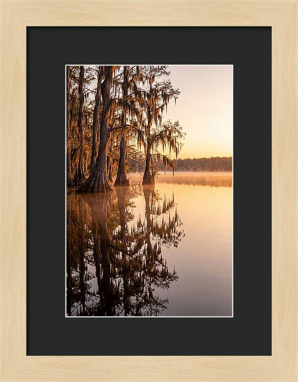 Cypress Trees At Lake Martin