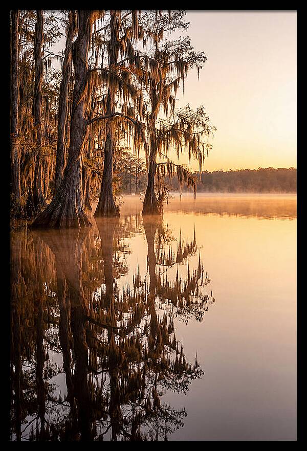 Cypress Trees At Lake Martin