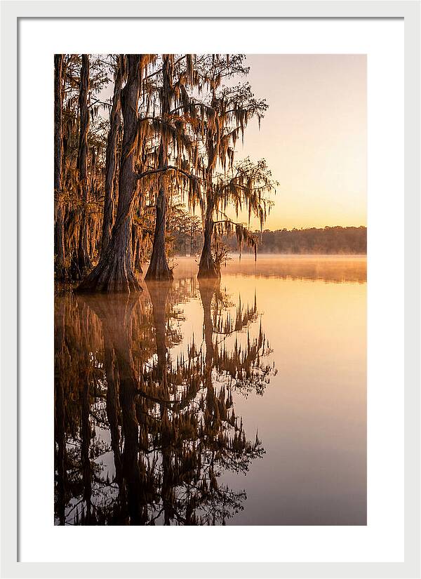 Cypress Trees At Lake Martin