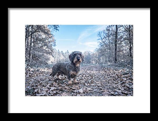 Dachshund Among Autumn Leaves