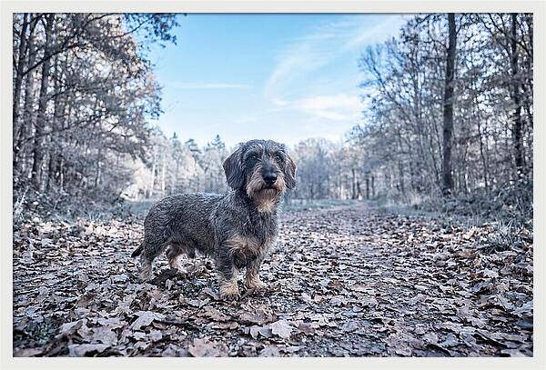 Dachshund Among Autumn Leaves