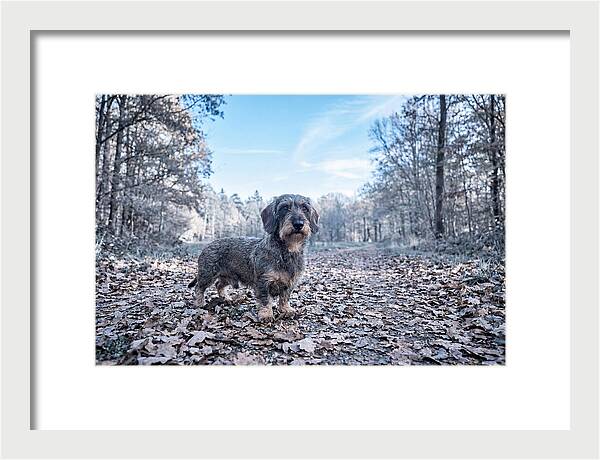 Dachshund Among Autumn Leaves