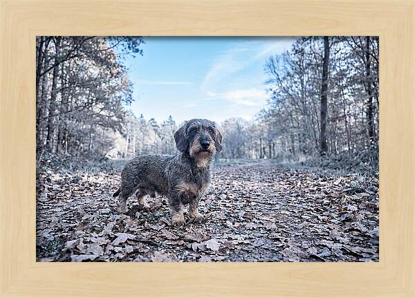 Dachshund Among Autumn Leaves