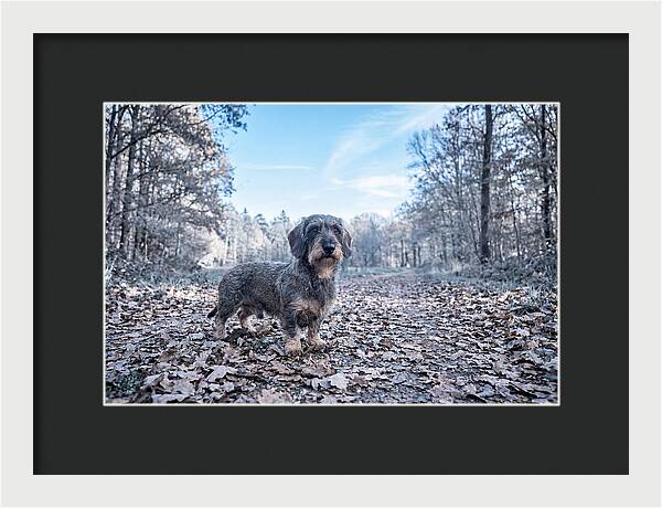 Dachshund Among Autumn Leaves