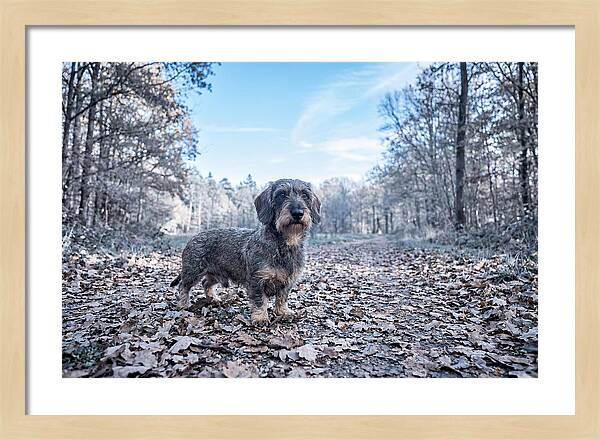 Dachshund Among Autumn Leaves