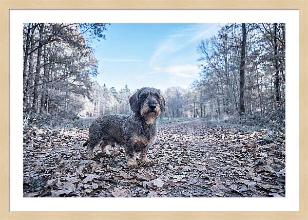Dachshund Among Autumn Leaves