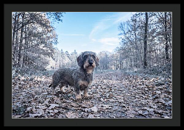 Dachshund Among Autumn Leaves
