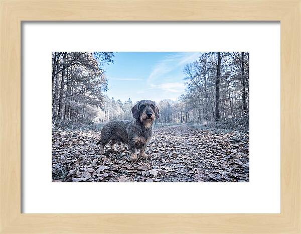 Dachshund Among Autumn Leaves