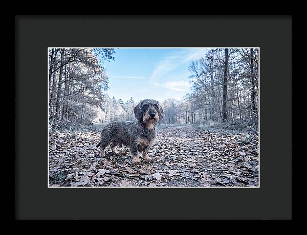 Dachshund Among Autumn Leaves
