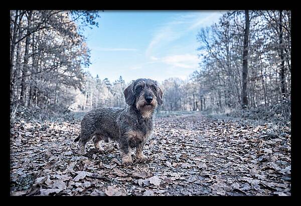 Dachshund Among Autumn Leaves