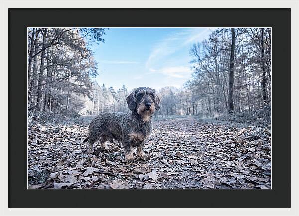 Dachshund Among Autumn Leaves