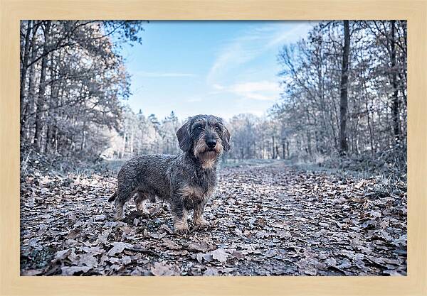 Dachshund Among Autumn Leaves