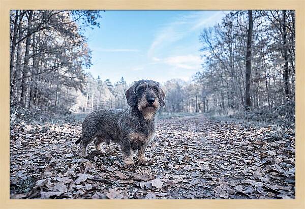 Dachshund Among Autumn Leaves