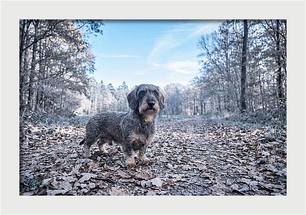 Dachshund Among Autumn Leaves