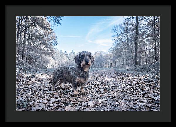 Dachshund Among Autumn Leaves