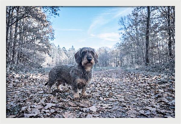 Dachshund Among Autumn Leaves