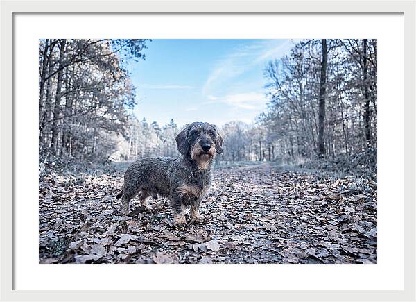 Dachshund Among Autumn Leaves