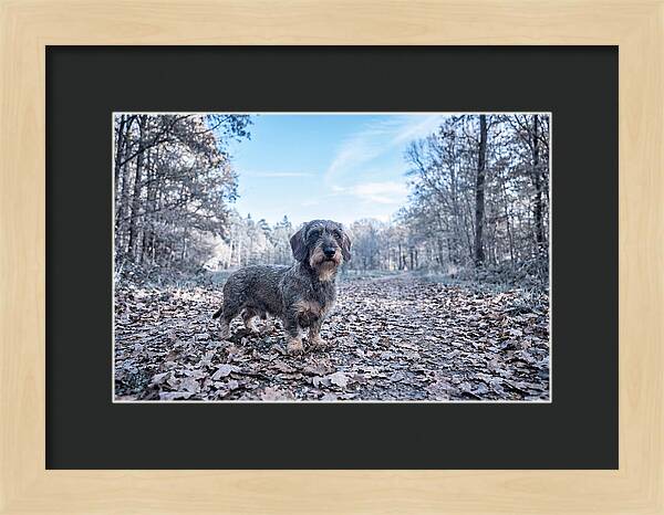 Dachshund Among Autumn Leaves
