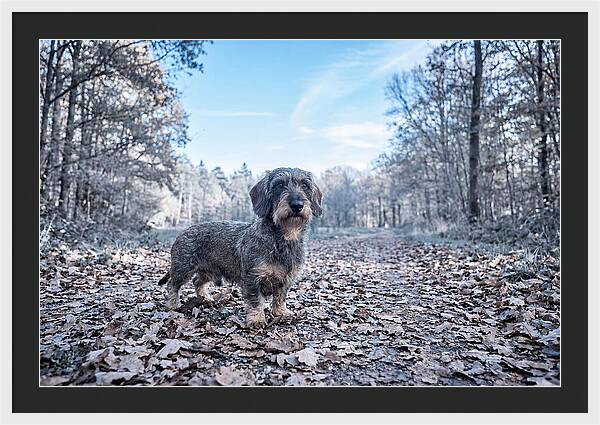 Dachshund Among Autumn Leaves