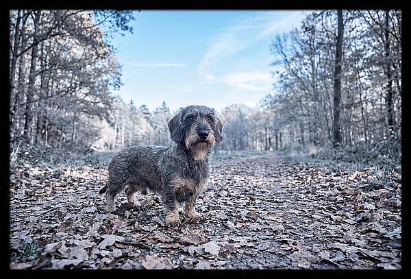 Dachshund Among Autumn Leaves