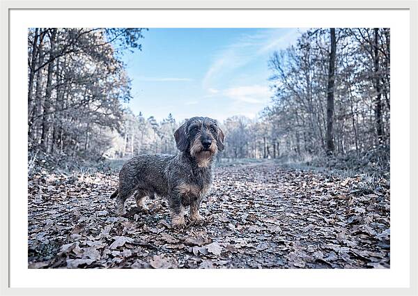Dachshund Among Autumn Leaves