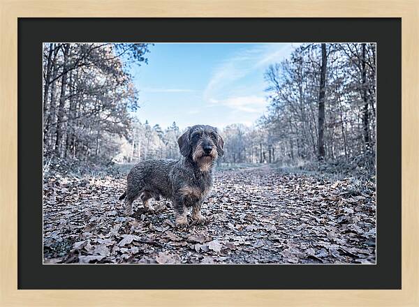 Dachshund Among Autumn Leaves