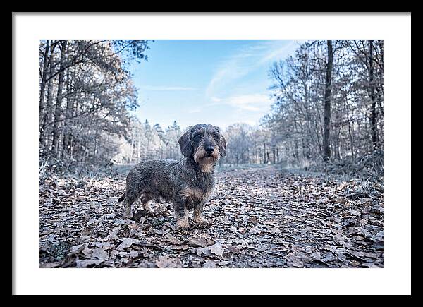 Dachshund Among Autumn Leaves