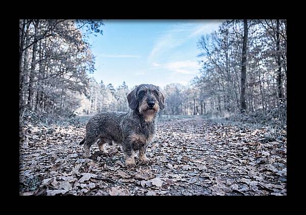 Dachshund Among Autumn Leaves
