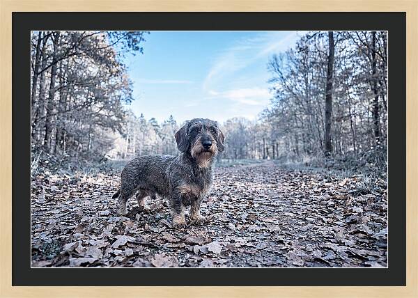 Dachshund Among Autumn Leaves