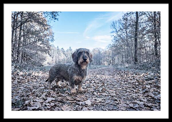 Dachshund Among Autumn Leaves