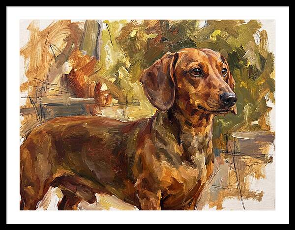 Dachshund In Natural Light