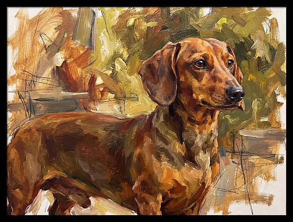 Dachshund In Natural Light
