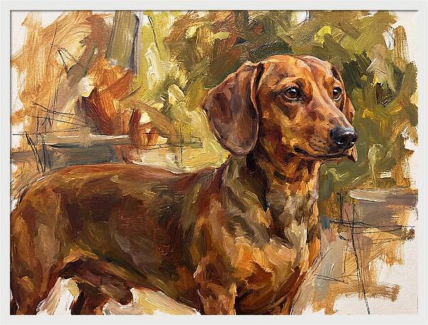 Dachshund In Natural Light