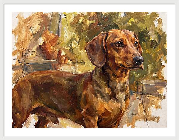 Dachshund In Natural Light